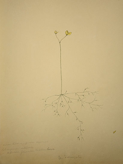 Utricularia_27
